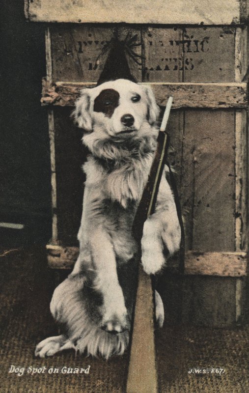 Hund som holder en pistol (fargebilde) av English Photographer