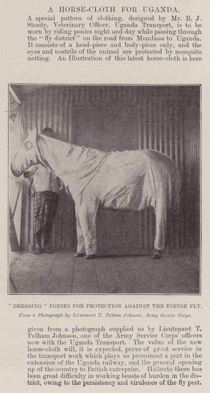 Dressing av ponnier for beskyttelse mot Tsetse-flua av English Photographer