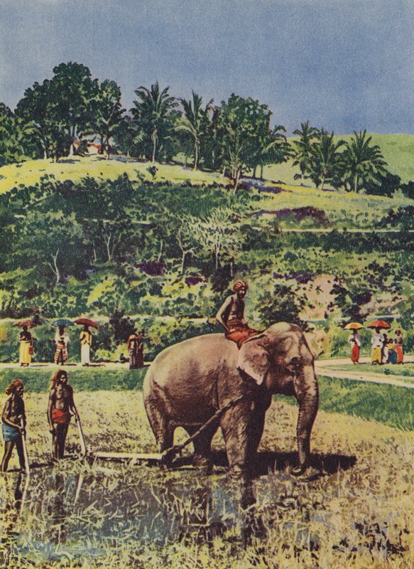 Elefant som hjelper til med å pløye rismarkene i India av English Photographer