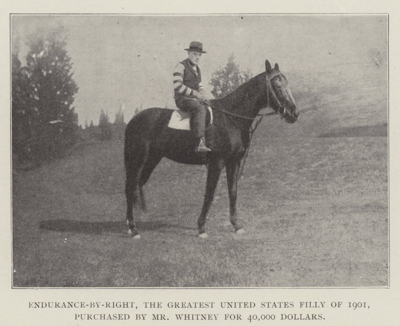 Endurance-by-Right, det største USA-føllet fra 1901, kjøpt av Mr Whitney for 40 000 dollar av English Photographer