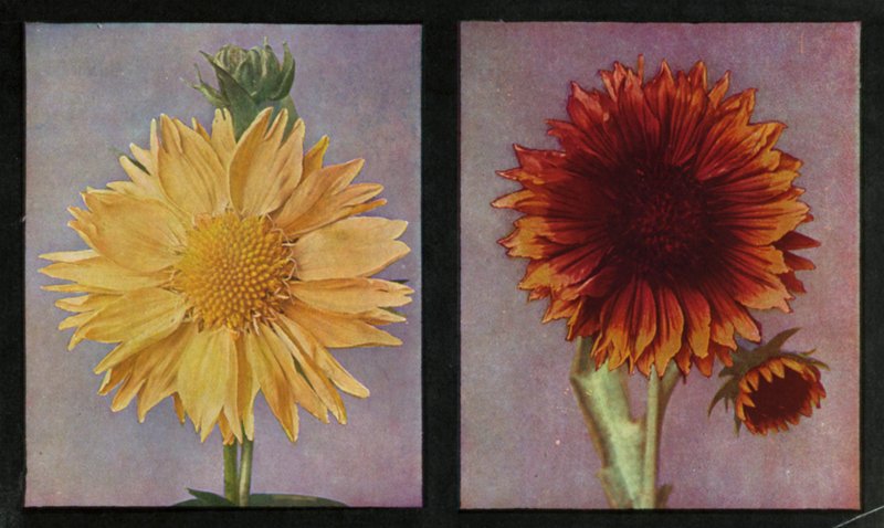 Gaillardias, Kelway's Summer og Kelway's King (farge litho) av English Photographer