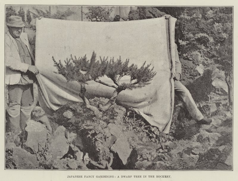 Japanese Fancy Gardening, A Dwarf Tree in the Rockery av English Photographer