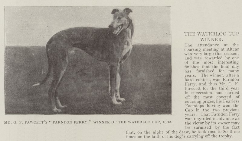 Mr GF Fawcetts Farndon Ferry, vinner av Waterloo Cup, 1902 av English Photographer