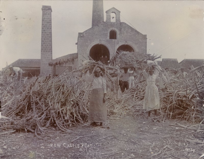 Newcastle Plantation, 1880 av English Photographer