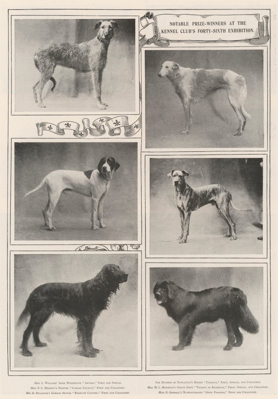 Bemerkelsesverdige prisvinnere på Kennel Clubs førti-sekste utstilling av English Photographer