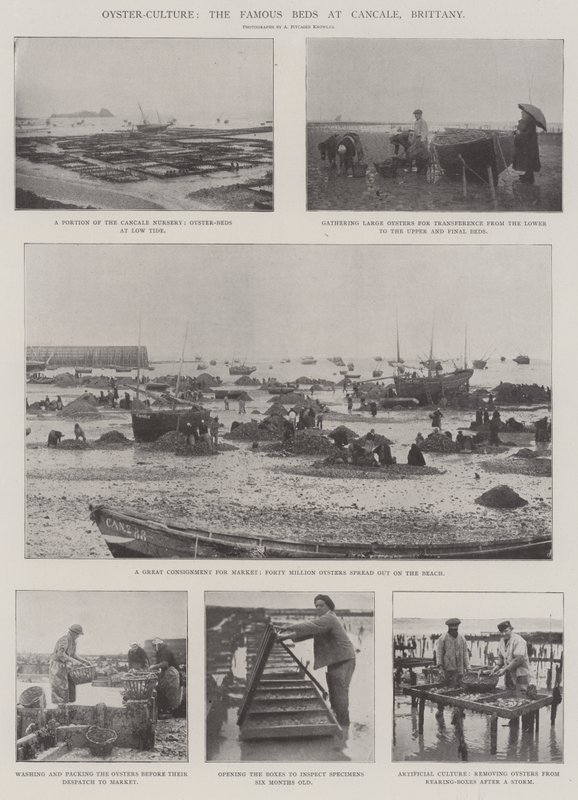 Oyster-Culture, de berømte sengene i Cancale, Bretagne av English Photographer