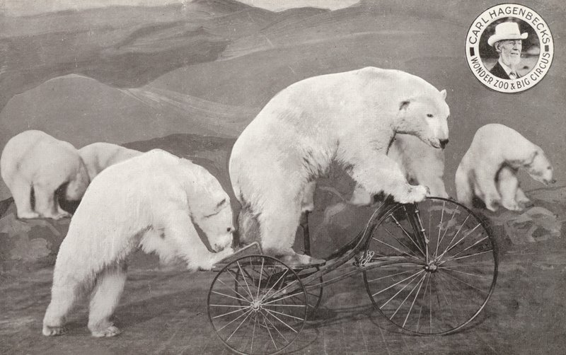 Isbjørn på trehjulssykkel, Carl Hagenbecks Wonder Zoo and Big Circus, Olympia, London (s/hv-bilde) av English Photographer