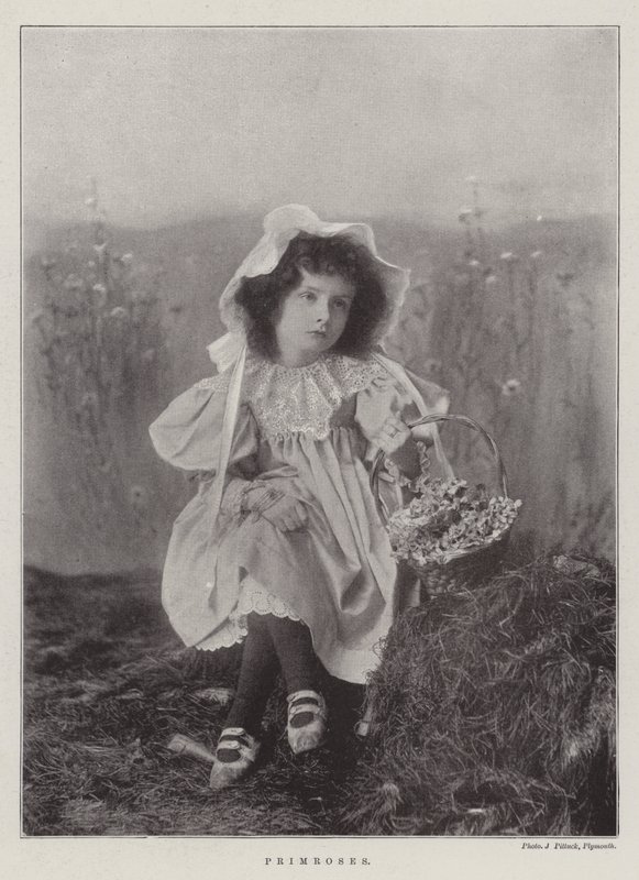 Primroser av English Photographer