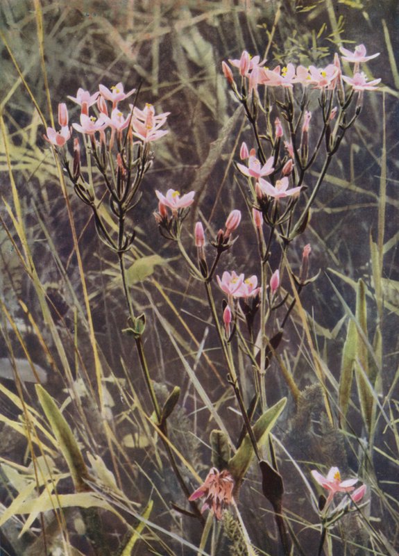 Red Centaury (bilde) av English Photographer