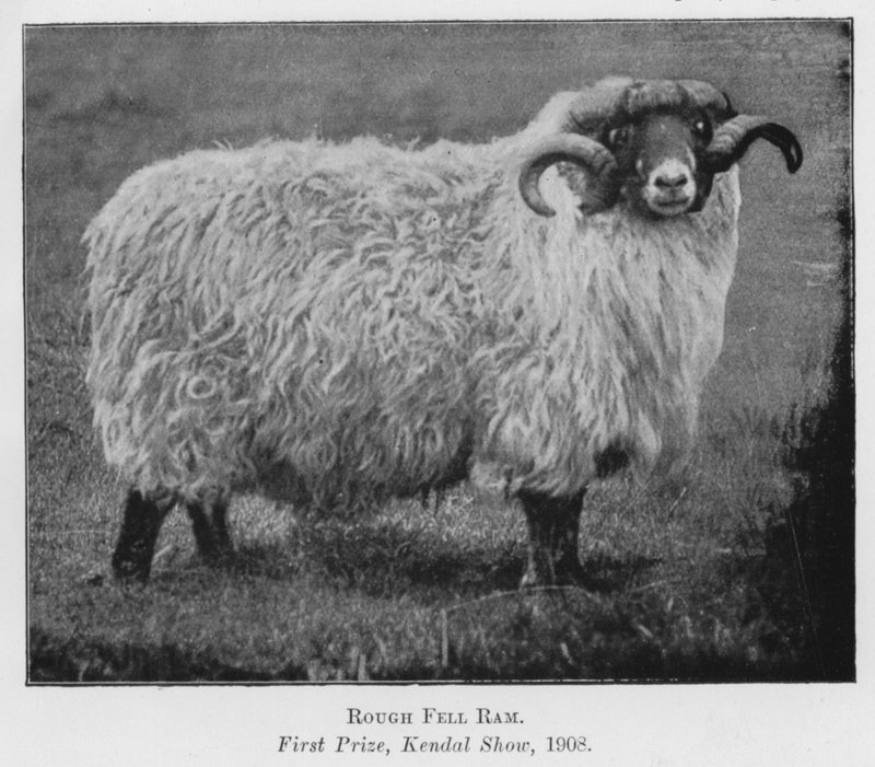 Rough Fell Ram, Førstepremie, Kendal Show av English Photographer
