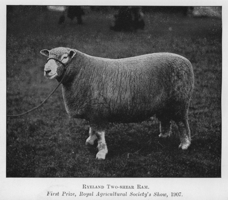 Ryeland Two-shear Ram, førstepremie, Royal Agricultural Society