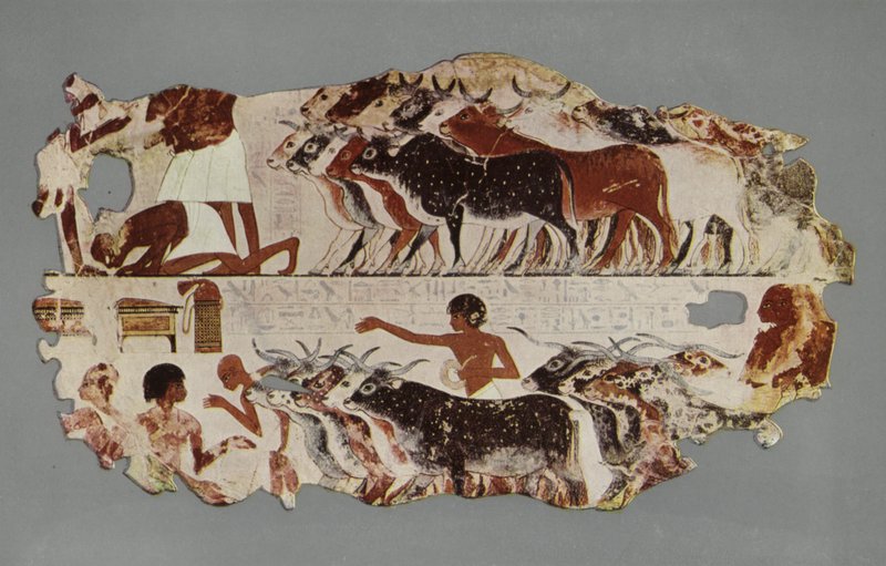 Scene som representerer kjøringen av en stor flokk med storfe, for lagerformål, på en egyptisk gård (bilde) av English Photographer