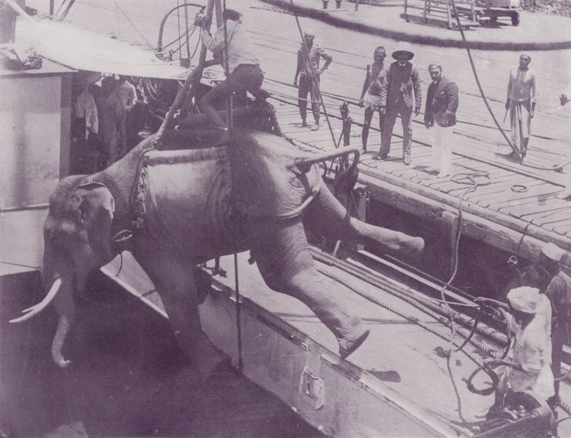 Sender en elefant, Rangoon av English Photographer