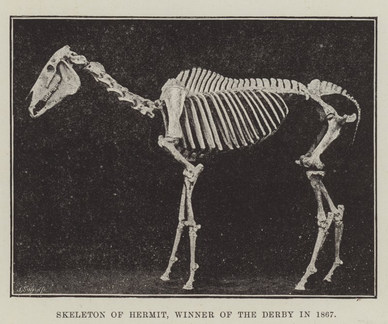 Skeleton of Hermit, vinner av derbyet i 1867 av English Photographer