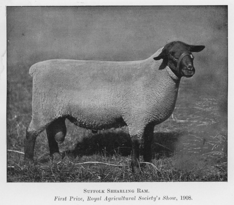 Suffolk Shearling Ram, førstepris, Royal Agricultural Society