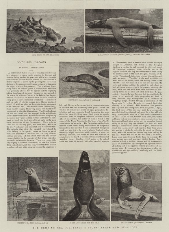 Fiskeristriden i Beringhavet, sel og sjøløver av English Photographer