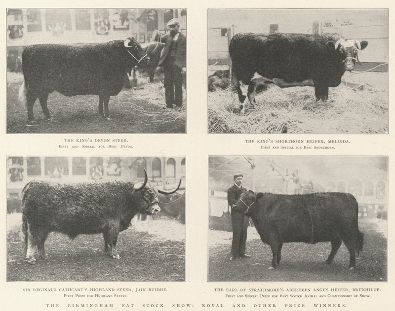Birmingham Fat Stock Show, Royal og andre prisvinnere av English Photographer