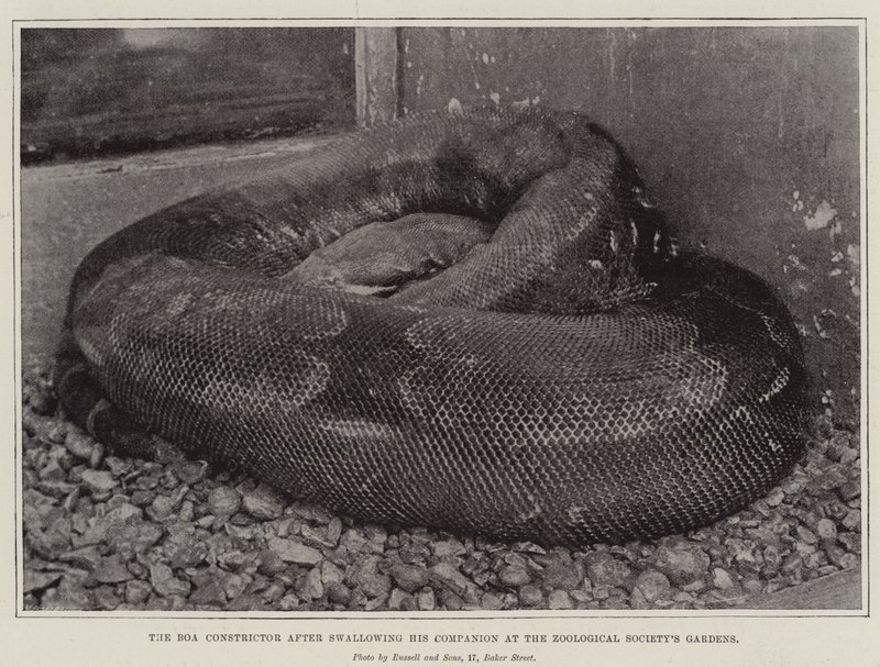 Boa Constrictor etter å ha svelget sin følgesvenn ved Zoological Societys Gardens av English Photographer