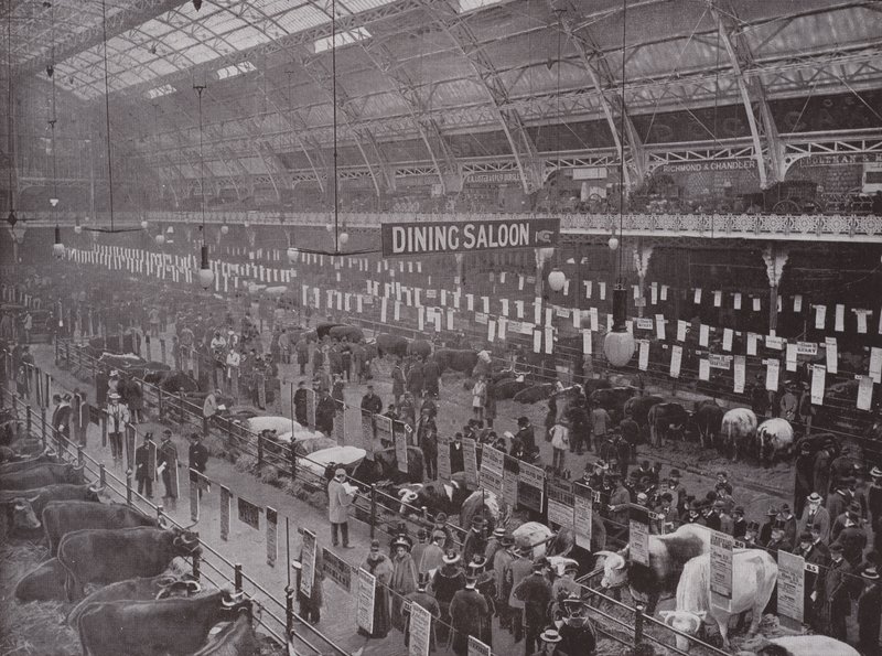 The Cattle Show, Royal Agricultural Hall av English Photographer