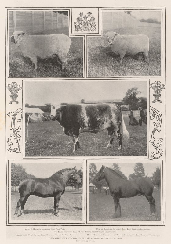 The Cattle Show i Cardiff, Royal Prize Winner og andre av English Photographer