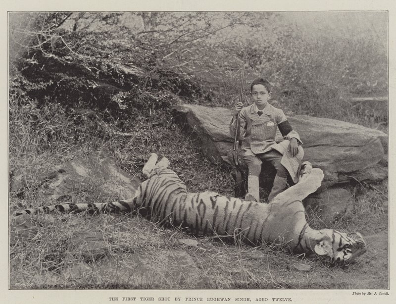The First Tiger skutt av Prince Bughwan Singh, tolv år gammel av English Photographer