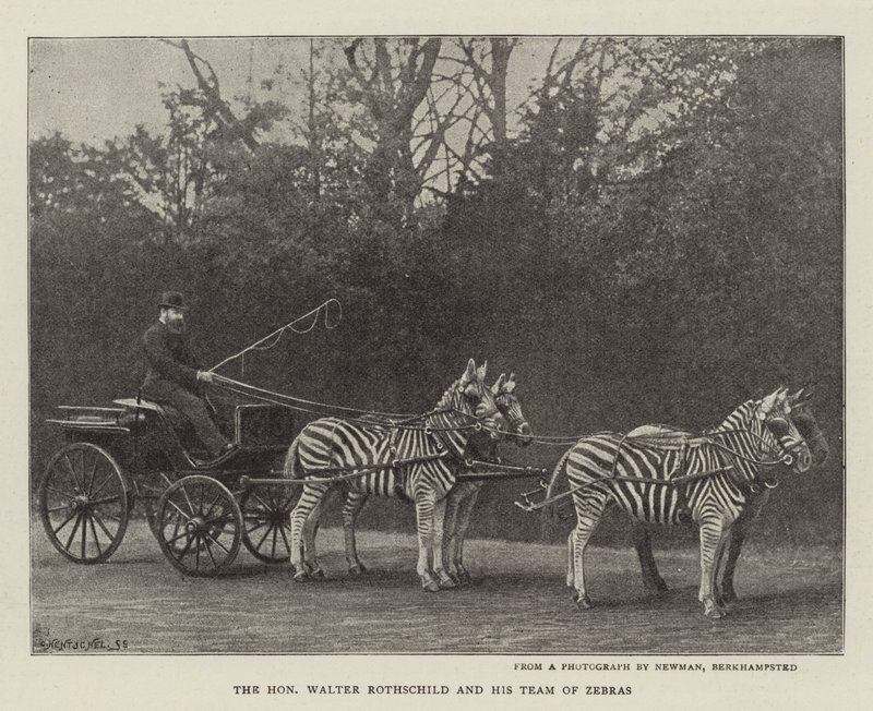 Den ærede Walter Rothschild og hans team av sebraer av English Photographer