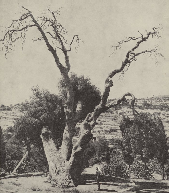 Eiken i Mamre; Abrahams Oak, hvor Abraham slo opp teltet og bygde et alter av English Photographer