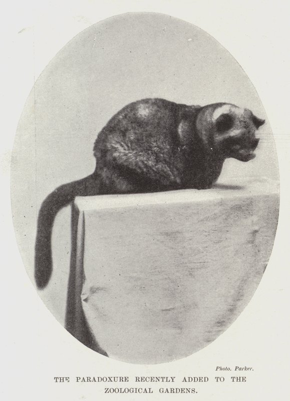 The Paradoxure nylig lagt til Zoological Gardens av English Photographer