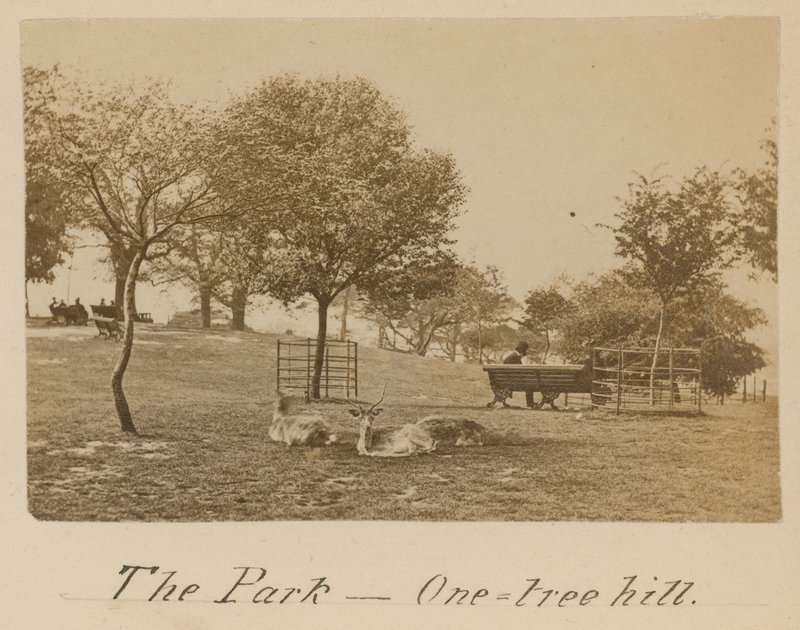 The Park - One Tree Hill, Greenwich av English Photographer