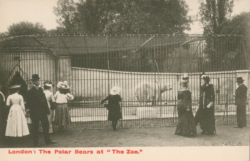 Isbjørnene i Zoo, London av English Photographer