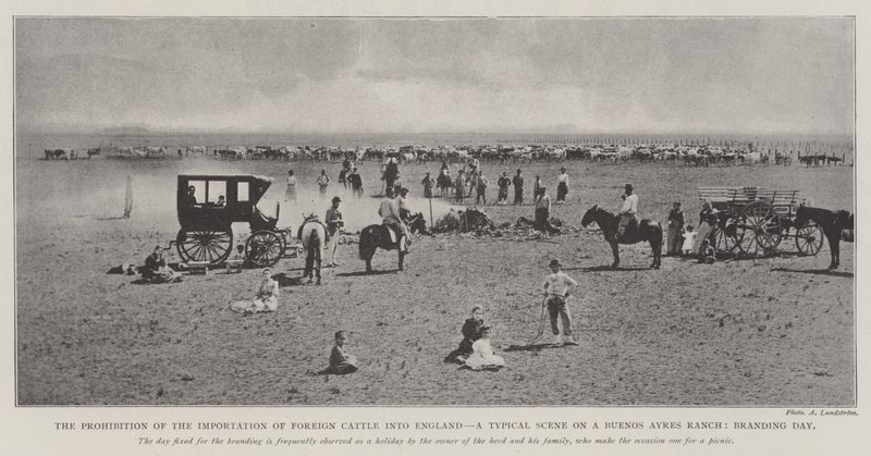 Forbudet mot import av utenlandsk storfe til England, en typisk scene på en Buenos Ayres Ranch, merkevaredag av English Photographer