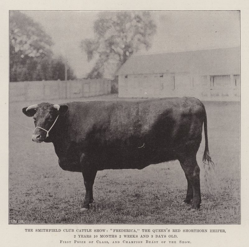 Smithfield Club Cattle Show, Frederica, Queens Red Shorthorn Heifer, 2 år 10 måneder 2 uker og 3 dager gammel av English Photographer