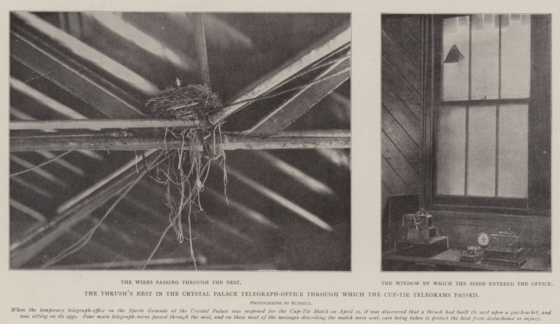 The Thrushs Nest i Crystal Palace Telegraph-Office som Cup-Tie-telegrammene gikk gjennom av English Photographer