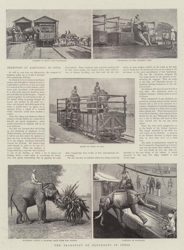 Transporten av elefanter i India av English Photographer