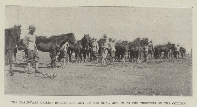 Transvaal-krisen, hester brakt opp for distribusjon til Troopers of the Column av English Photographer