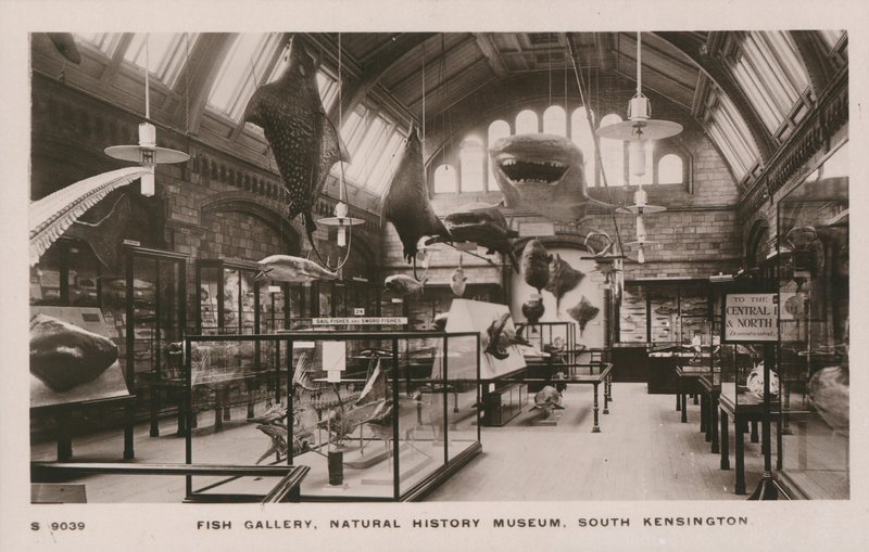 Victoria und Albert Museum, South Kensington, London, fiskegalleri av English Photographer