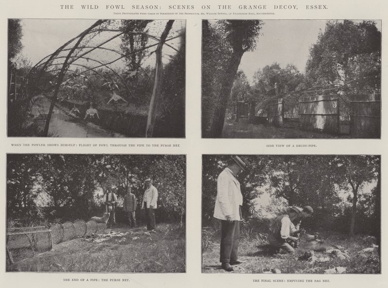 The Wild Fowl Season, Scenes on the Grange Decoy, Essex av English Photographer