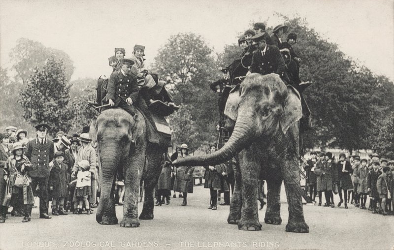 Elefantene i London Zoo i Regent