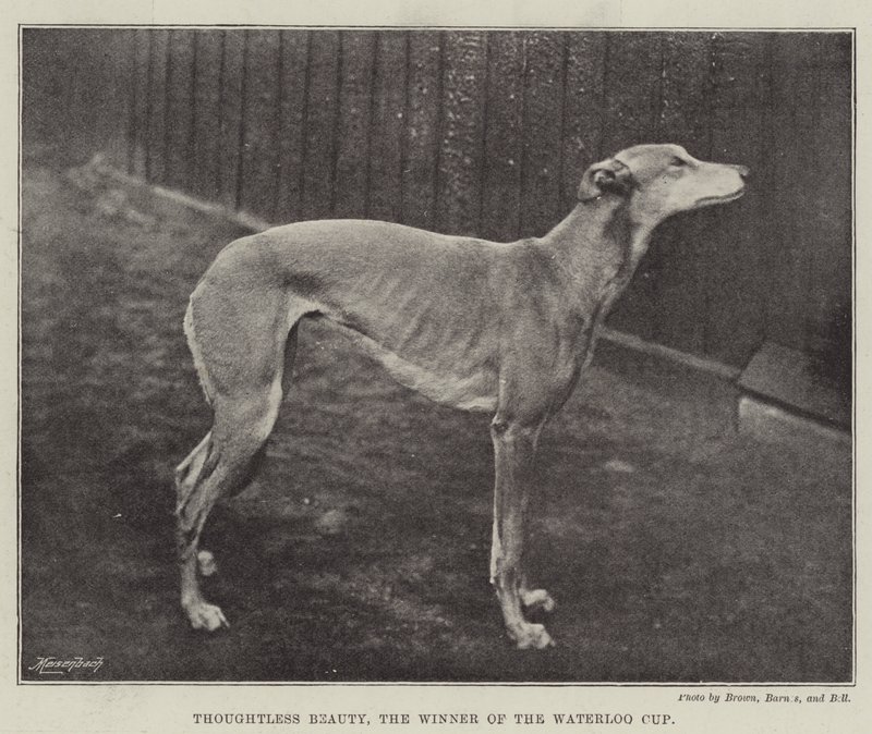 Thoughtless Beauty, vinneren av Waterloo Cup av English Photographer