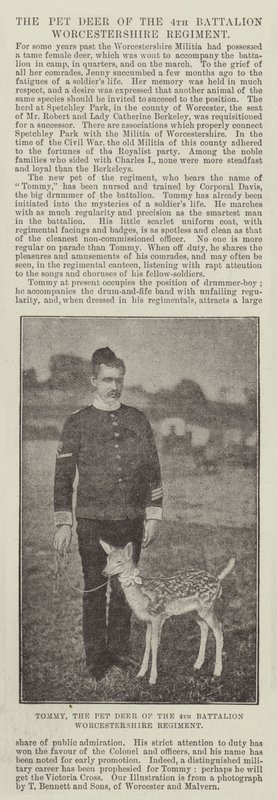 Tommy, Pet Deer fra 4. Bataljon Worcestershire Regiment av English Photographer