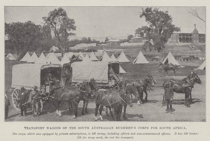 Transportvogner fra South Australian Bushmens Corps for Sør-Afrika av English Photographer