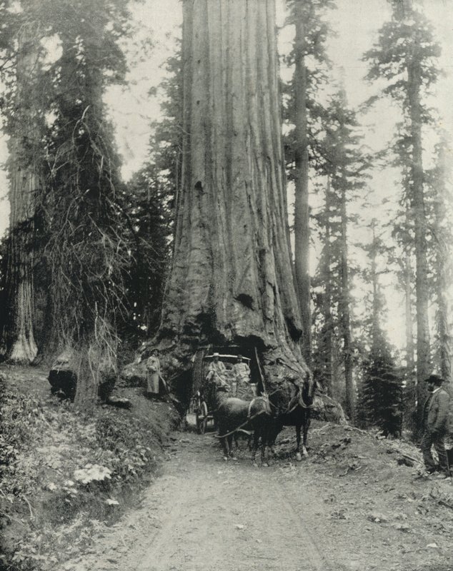 "Wawona" Big Tree, Mariposa Grove, California (s/hvitt bilde) av English Photographer