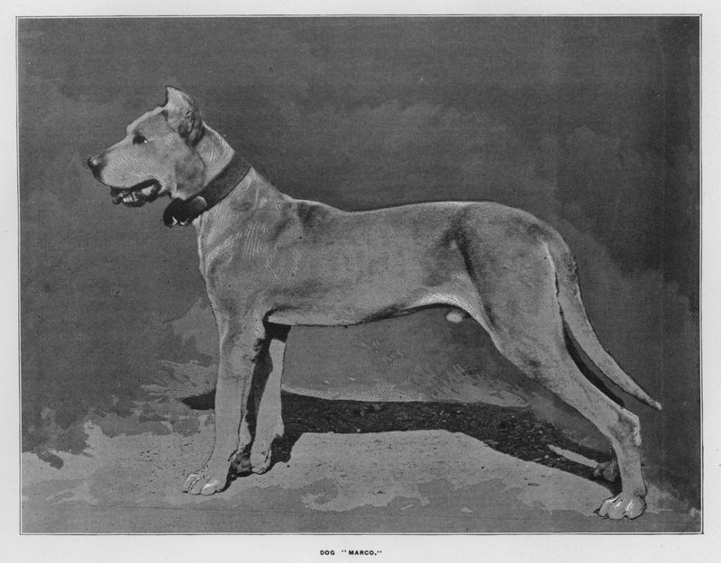Whiteley's Farms: Hunden "Marco" (s/hvitt-bilde) av English Photographer