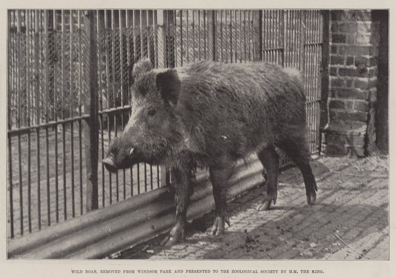 Wild Boar, fjernet fra Windsor Park og presentert for Zoological Society av HM the King av English Photographer