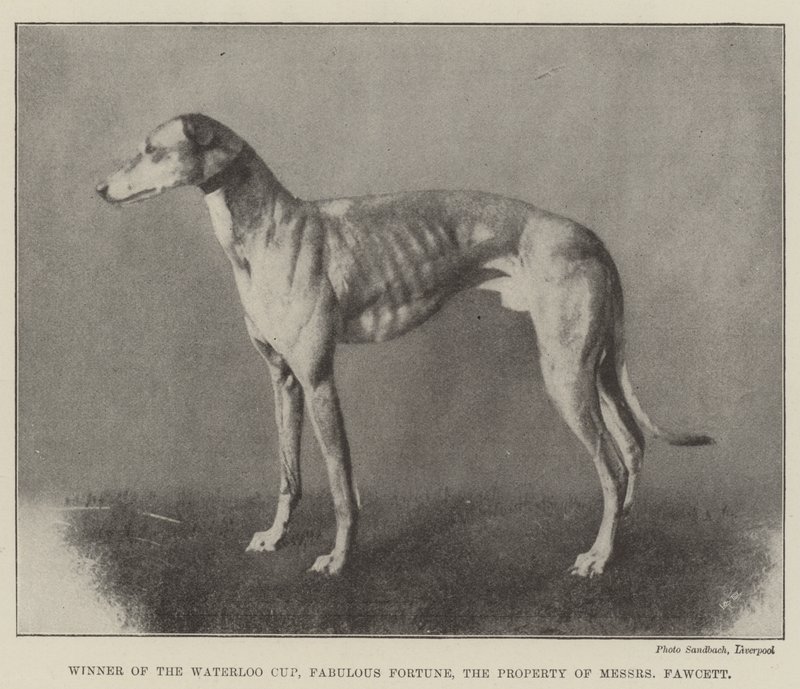 Vinner av Waterloo Cup, Fabulous Fortune, eiendommen til Messers Fawcett av English Photographer