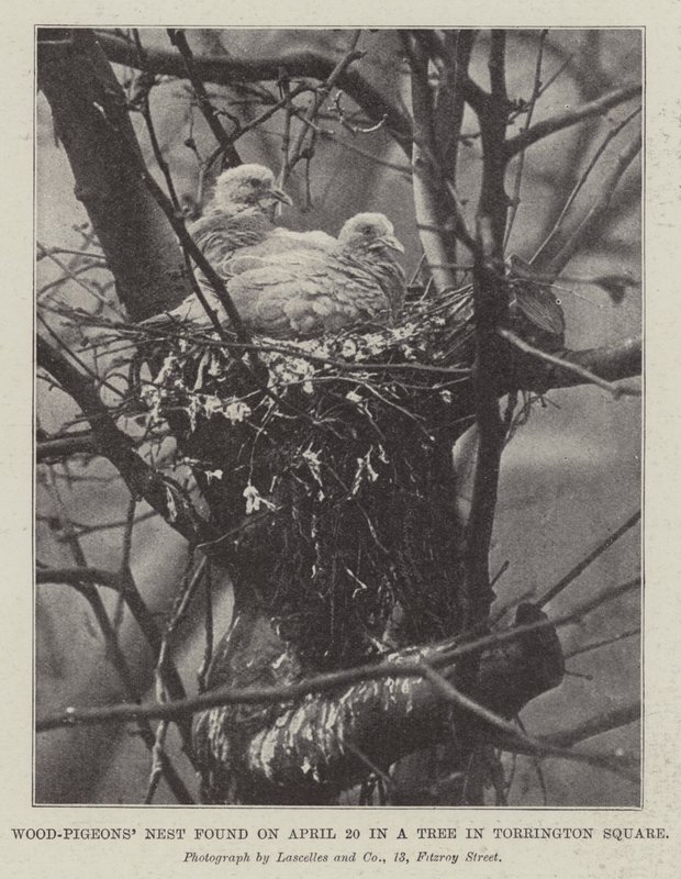 Wood-Pigeons Nest funnet 20. april i et tre på Torrington Square av English Photographer
