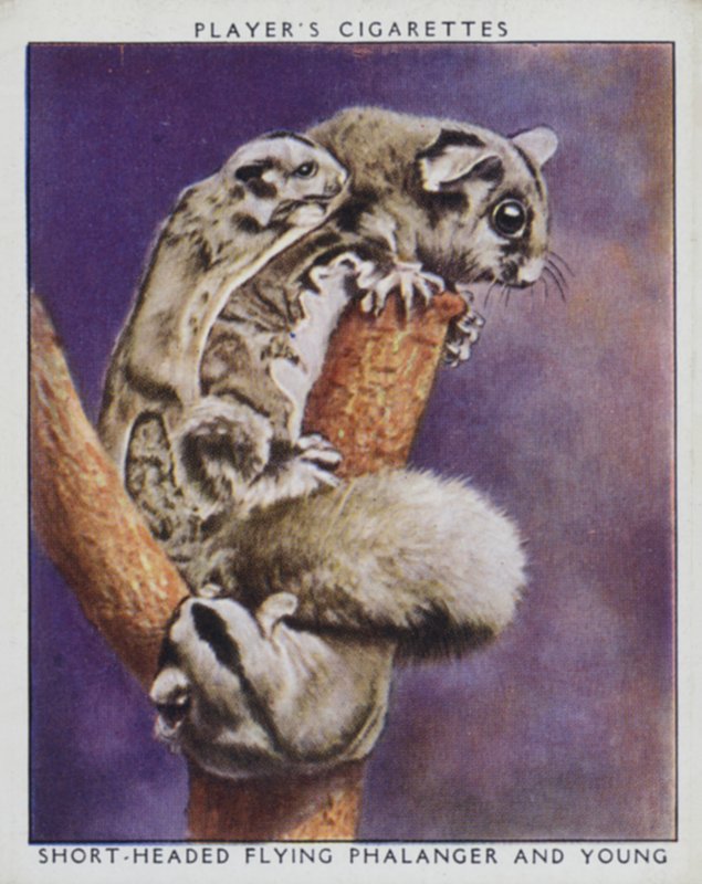 Zoobabyer: Korthodede Flying Phalanger og Young (bilde) av English Photographer