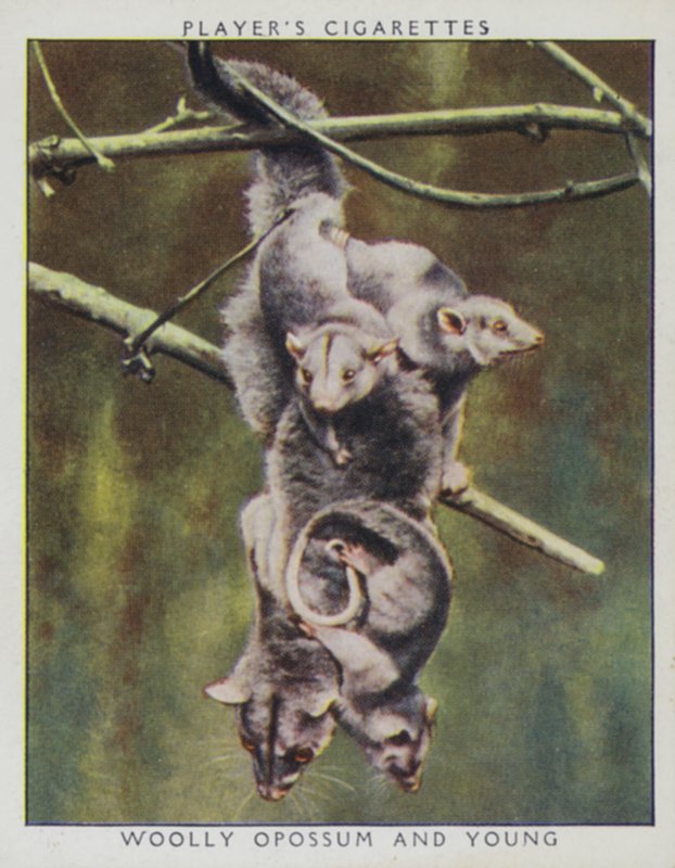 Zoobabyer: Woolly Opossum og Young (bilde) av English Photographer