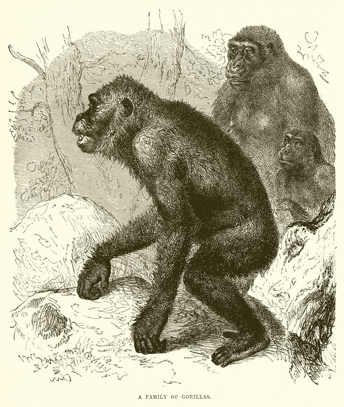 En familie av gorillaer av English School