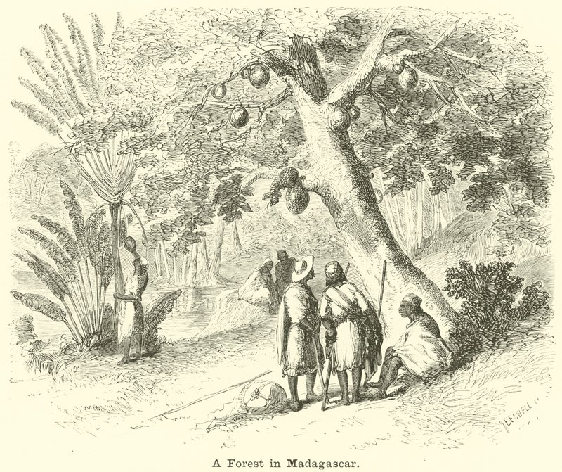 En skog på Madagaskar av English School